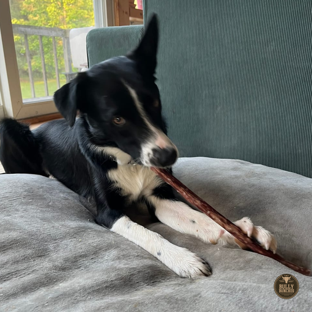 10-12 Inch Champion Chew