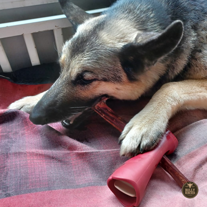 10-12 Inch Champion Chew