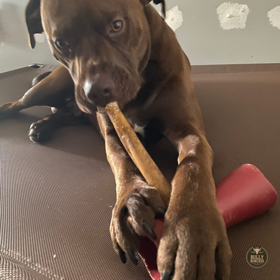 10-12 Inch Collagen Stick