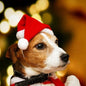 Classic Santa Dog Hat | Holiday Pet Hat Accessory