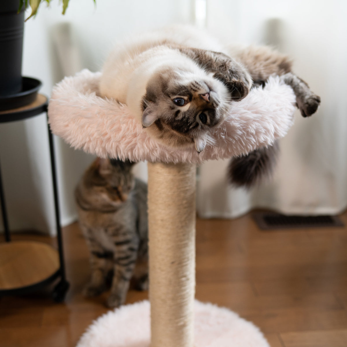 The Blush Perch – 1-Level Cat Tree