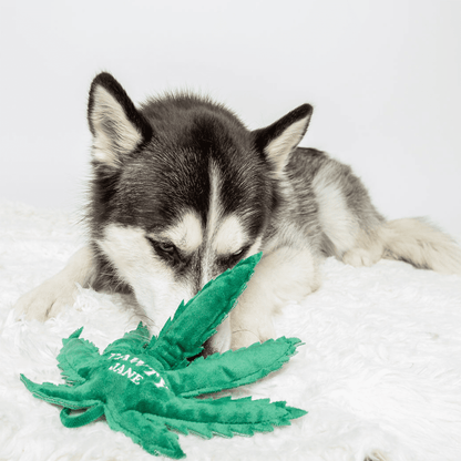 Pawty Jane Dog Toy