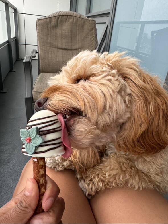 Dog Pops for Dogs 🍭🐾